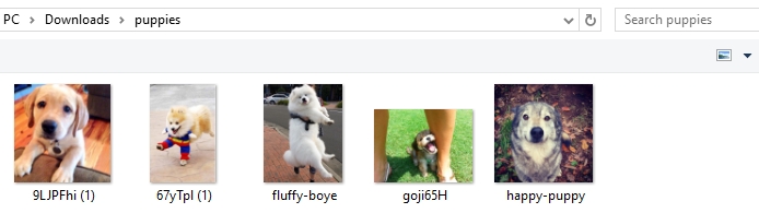 Your puppies folder.